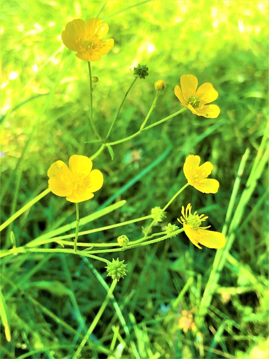 Ranunculus Acris Лютик едкий