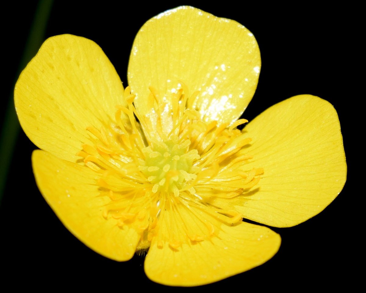 Ranunculus Acris Лютик едкий