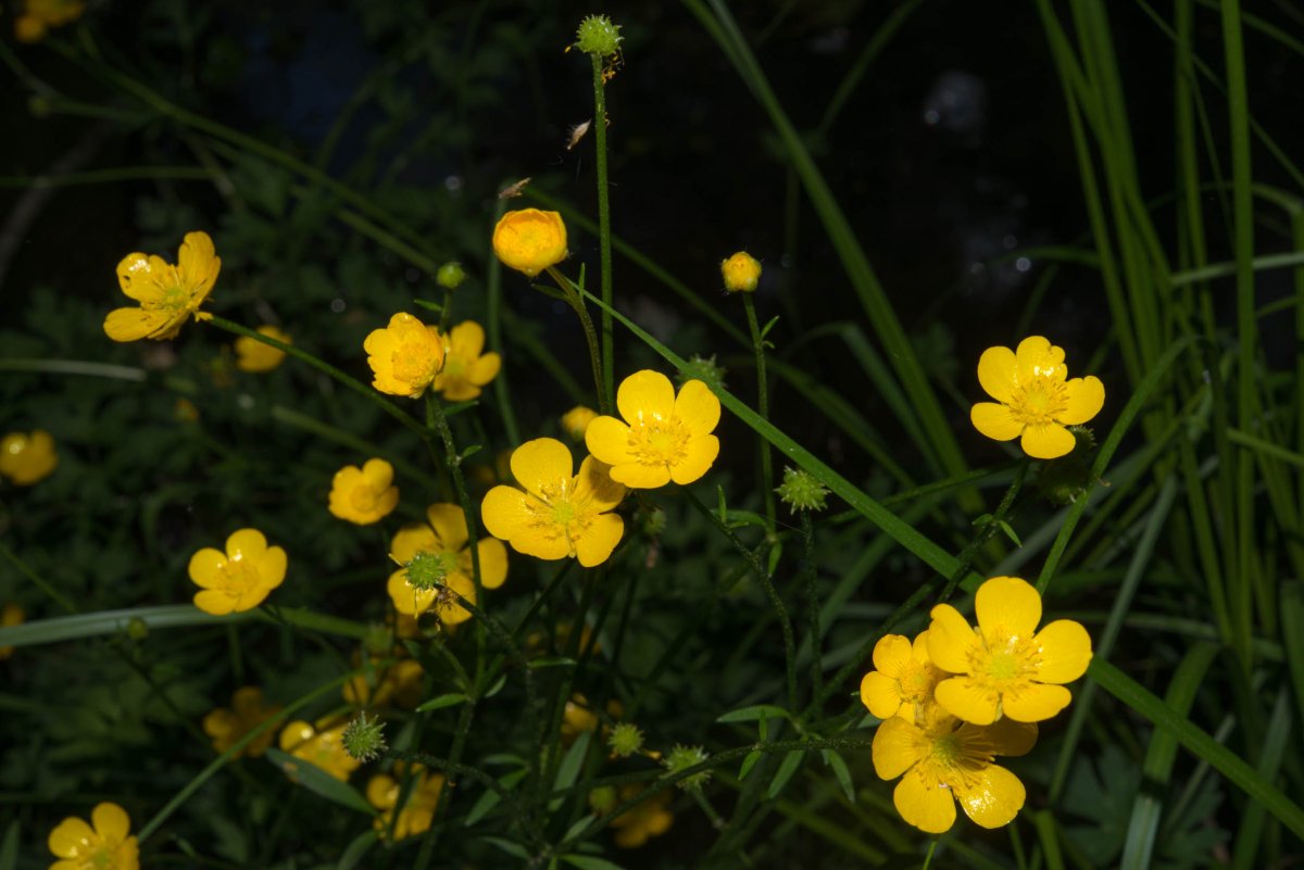 Лютик едкий (Ranúnculus Ácris
