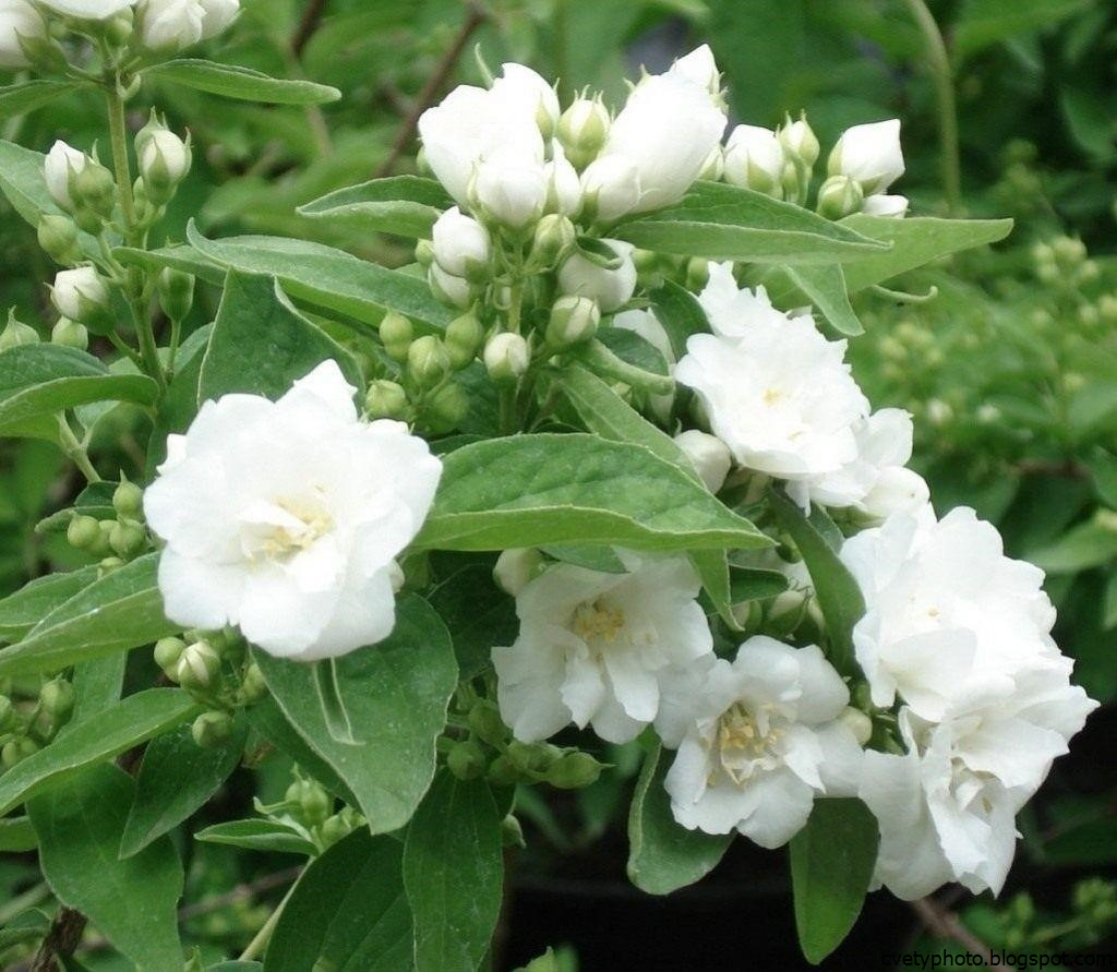 Чубушник Bouquet Blanc