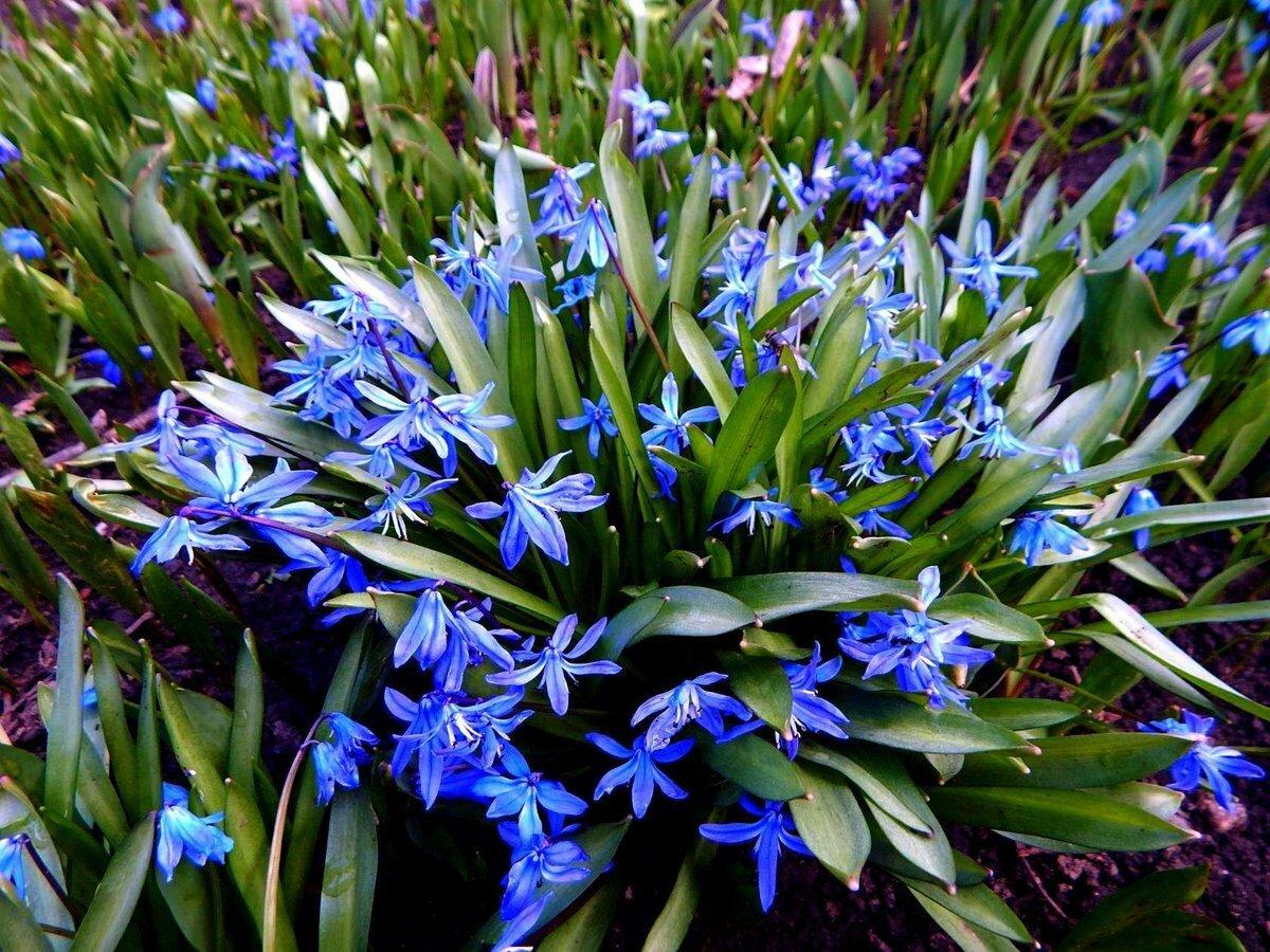 Пролеска Сибирская Scilla Siberica