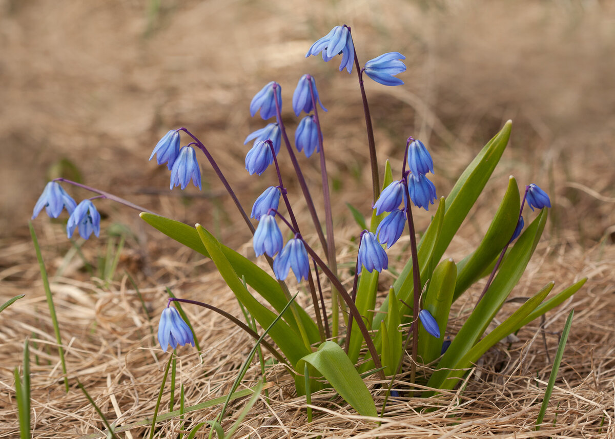 Сцилла (пролеска) Сибирская (Scilla Siberica)