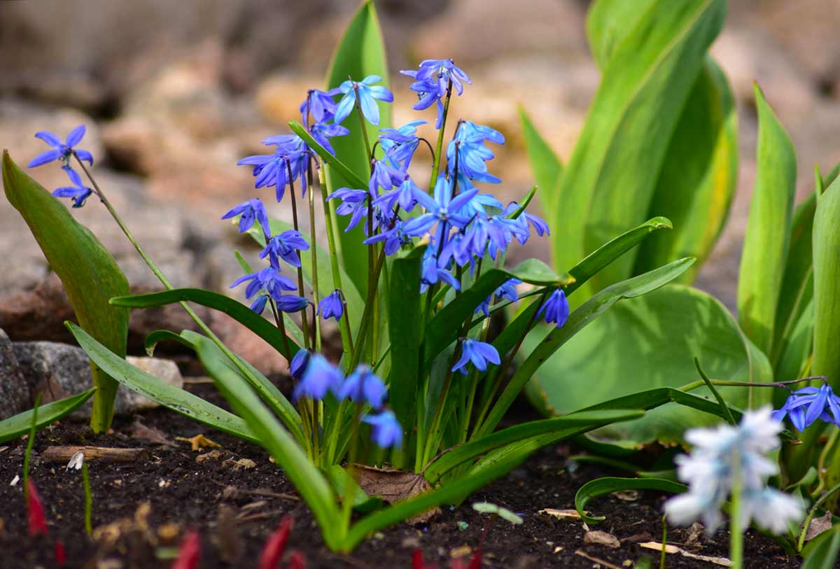 Сцилла (пролеска) Сибирская (Scilla Siberica)