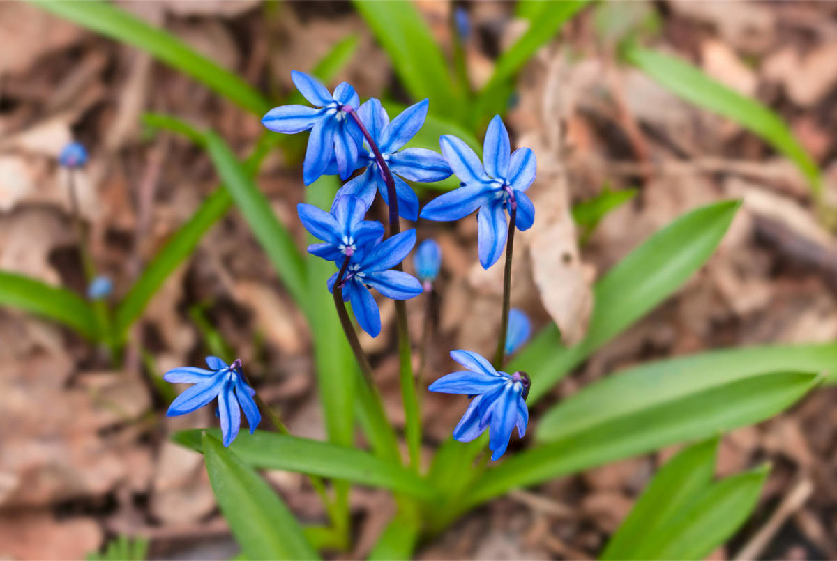 Сцилла (пролеска) Сибирская (Scilla Siberica)