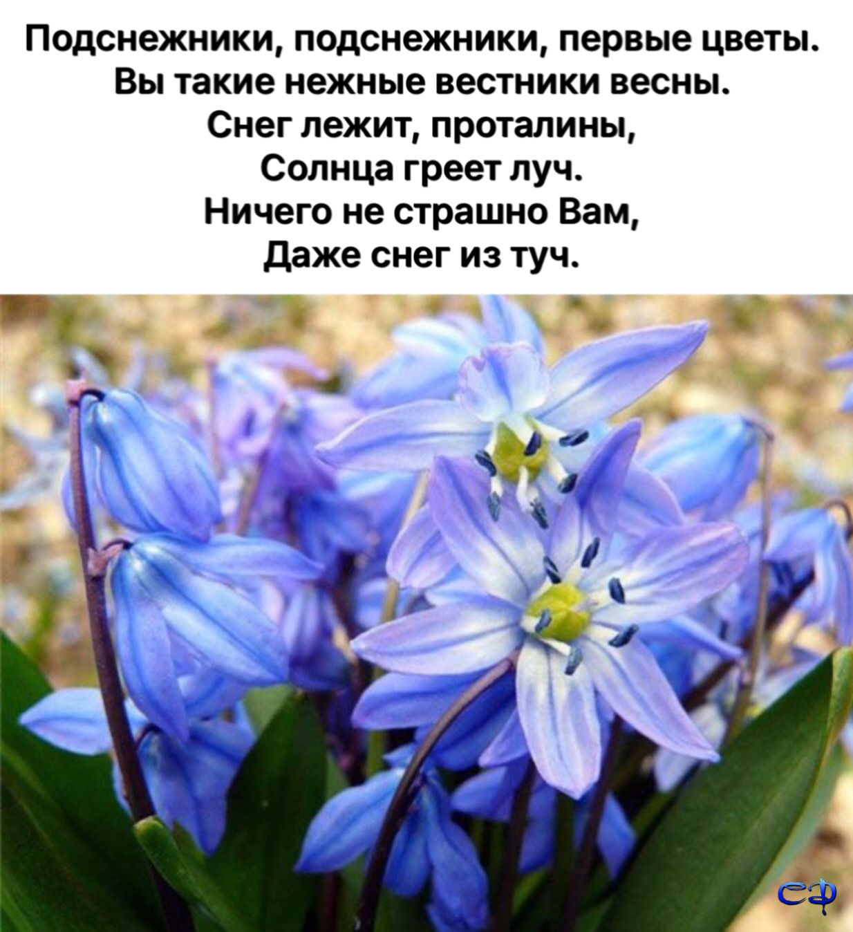 Сцилла Сибирская