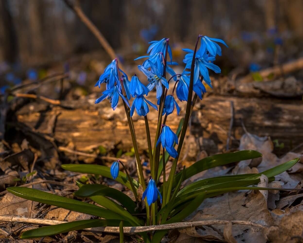 Сцилла (пролеска) Сибирская (Scilla Siberica)