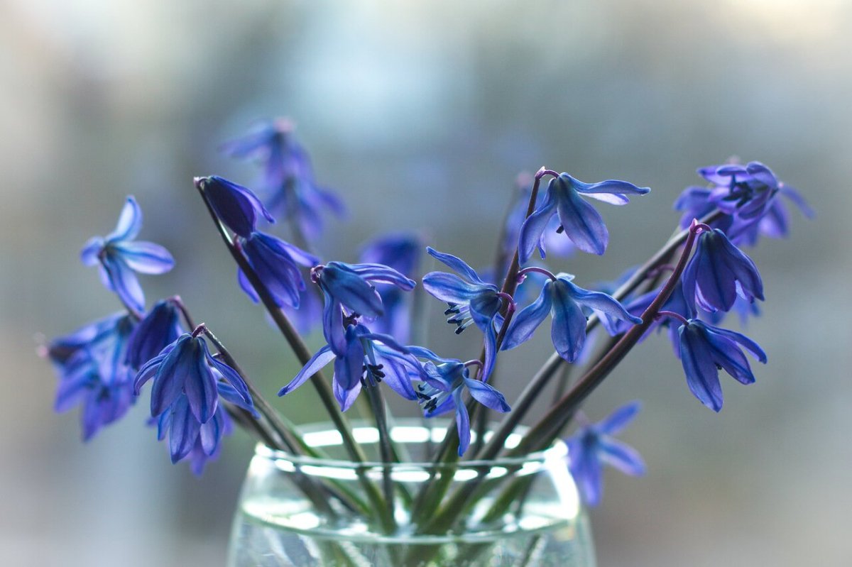 Сцилла (пролеска) Сибирская (Scilla Siberica)