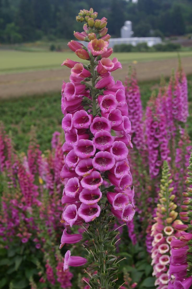 Наперстянка Foxglove