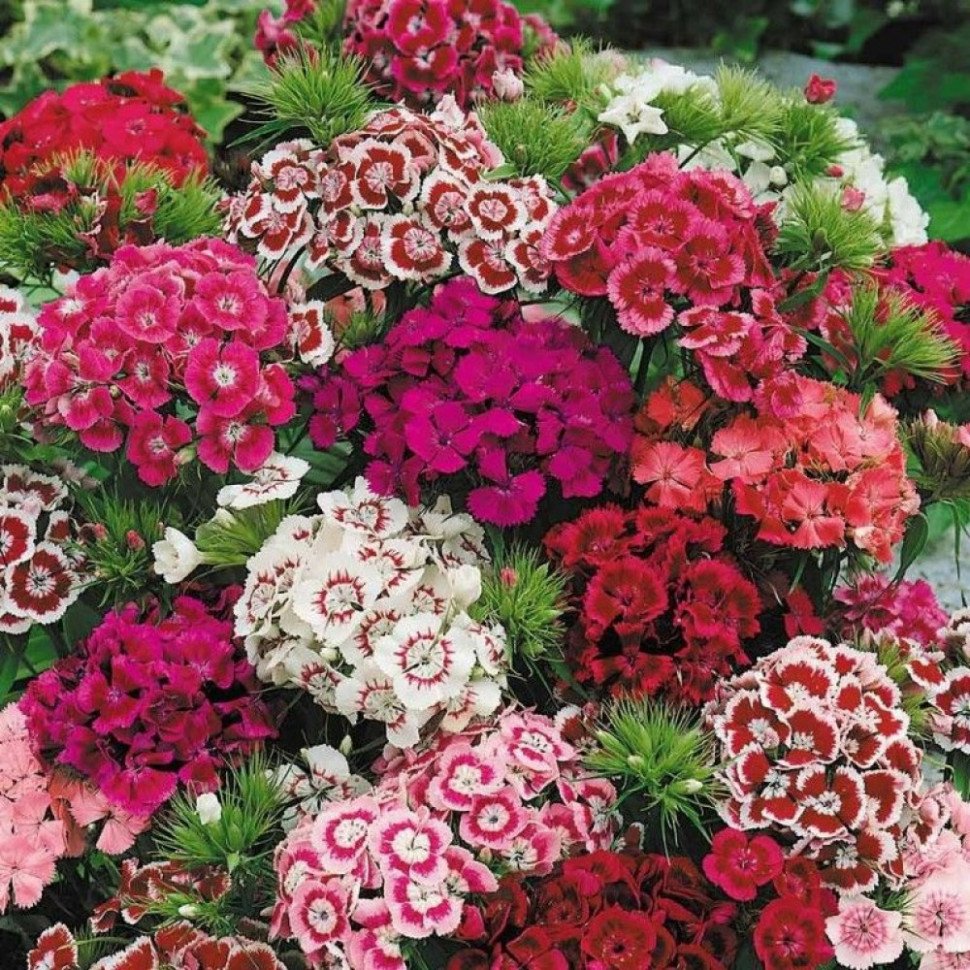 Гвоздика бородатая - Dianthus barbatus