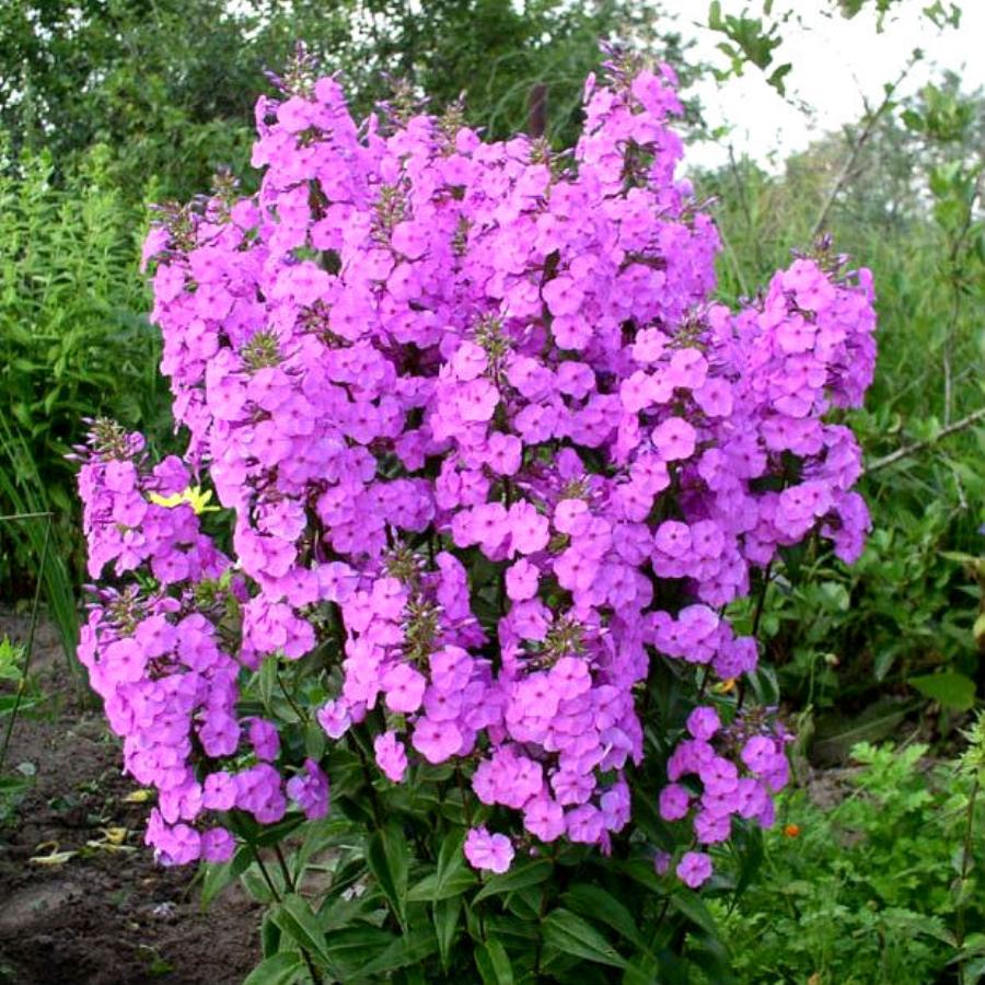 Флокс сиреневый куст