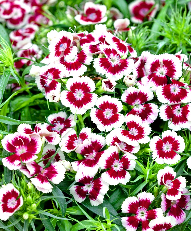 Гвоздика турецкая Barbarini Red