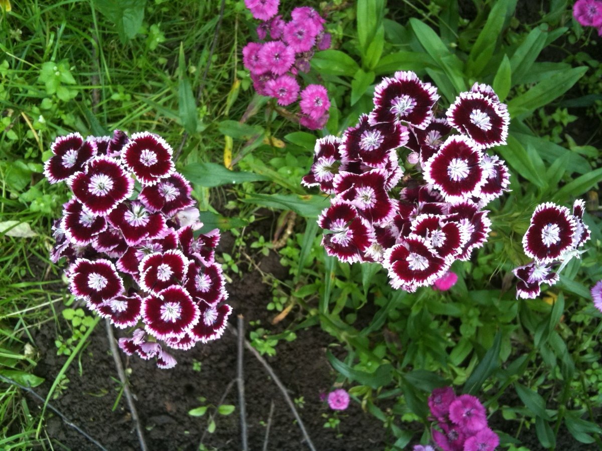Гвоздика бородатая - Dianthus barbatus
