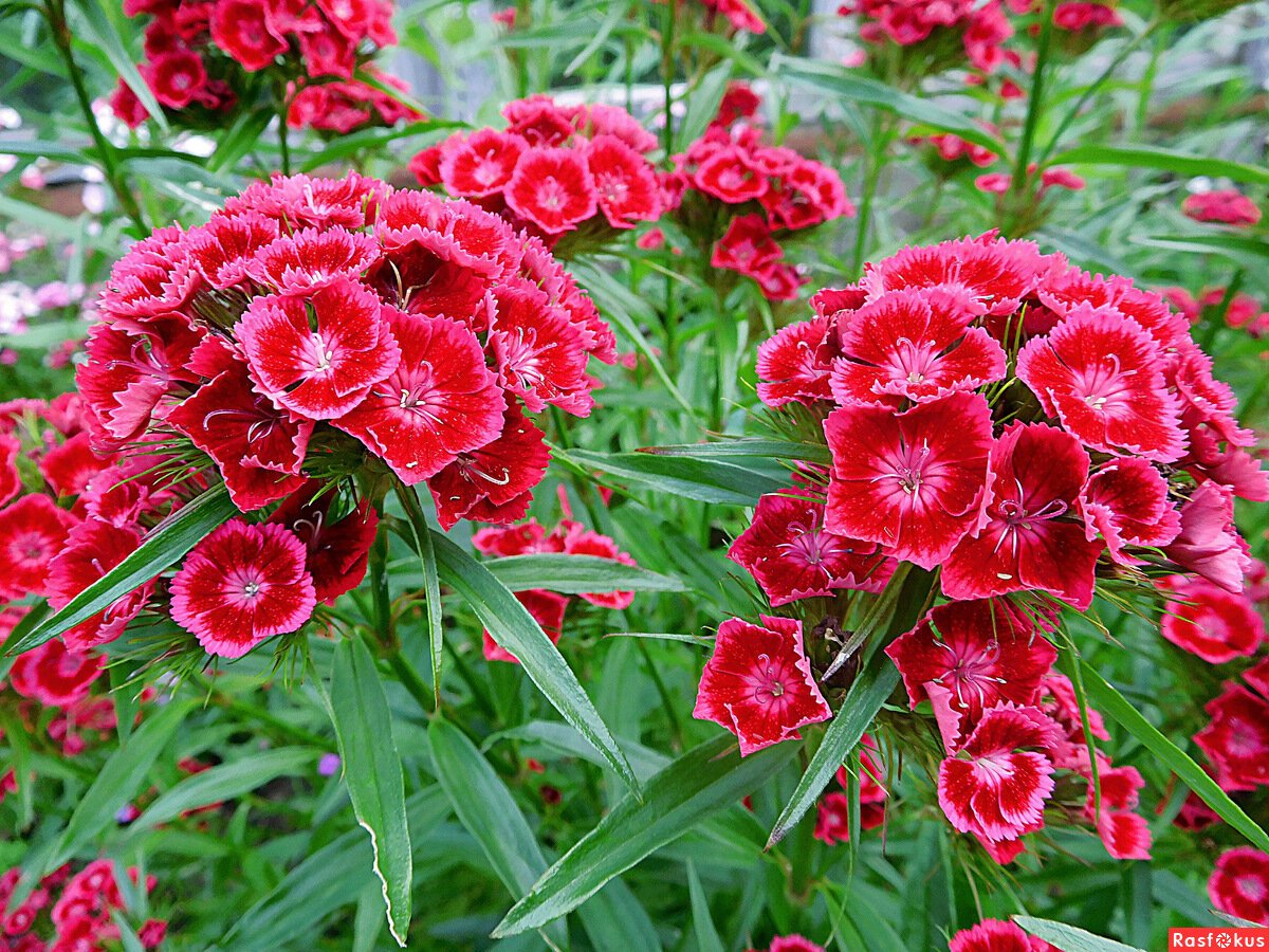 Гвоздика бородатая - Dianthus barbatus
