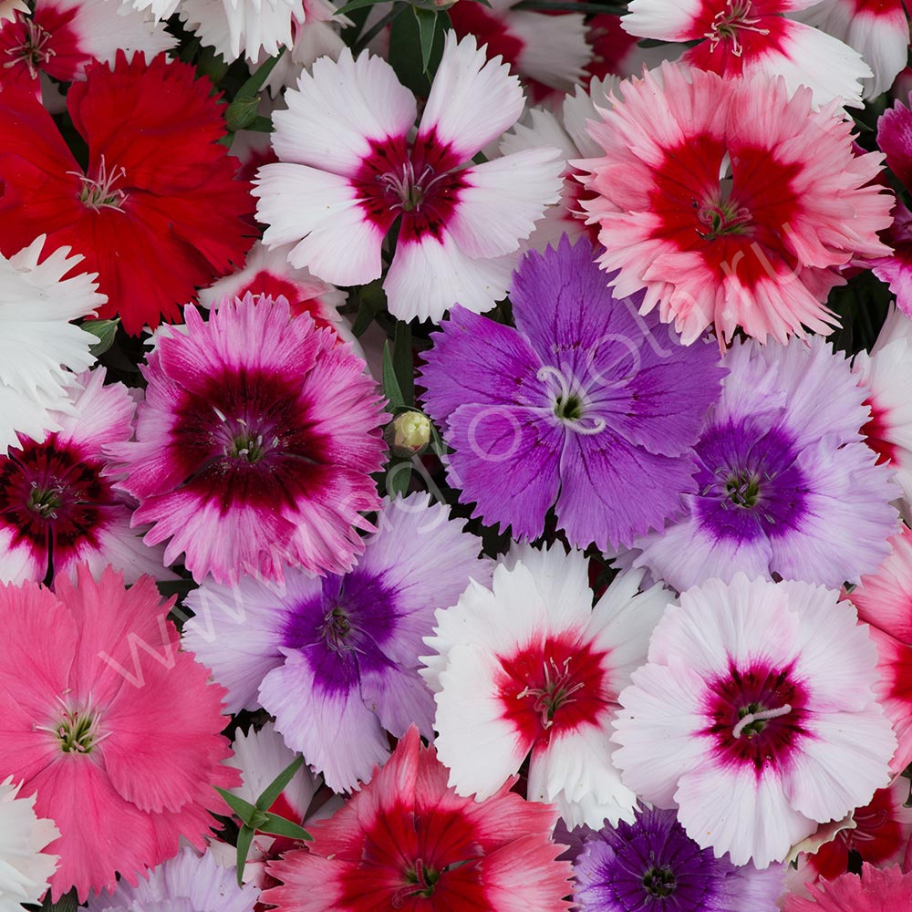 Dianthus chinensis гвоздика китайская