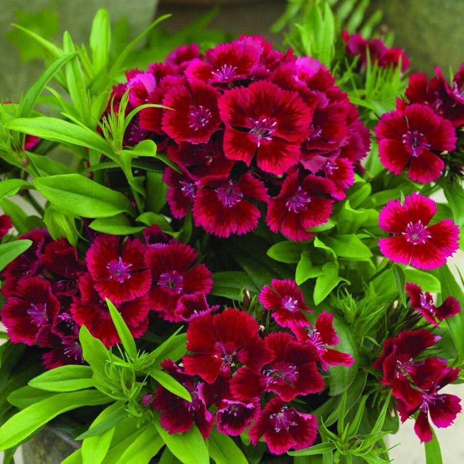 Гвоздика турецкая (Dianthus barbatus)