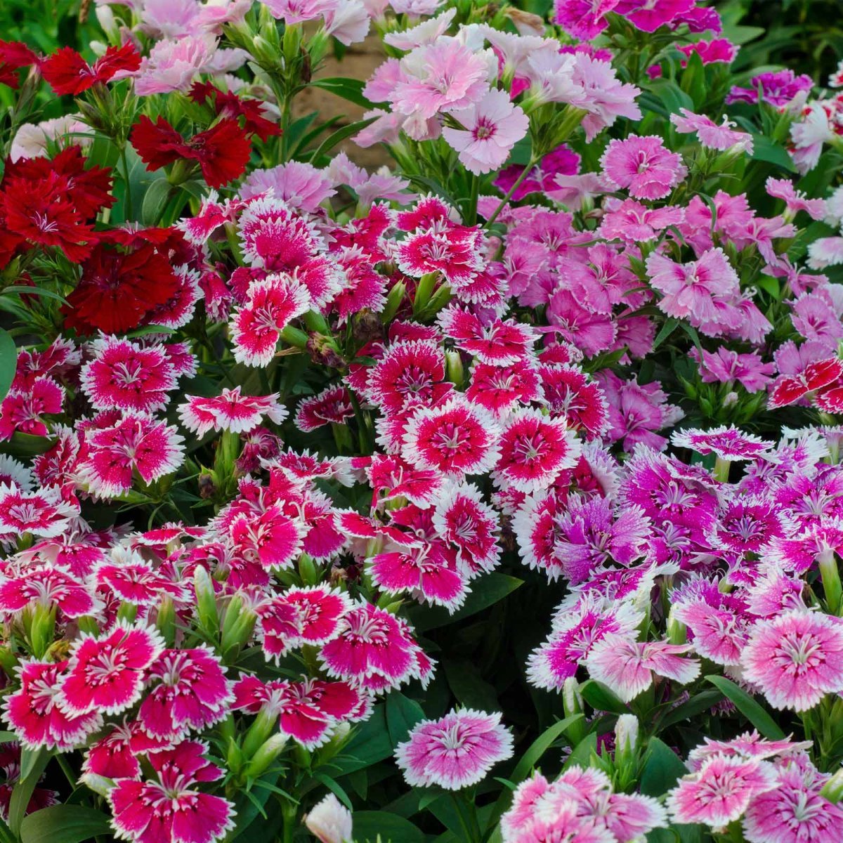 Dianthus chinensis гвоздика китайская