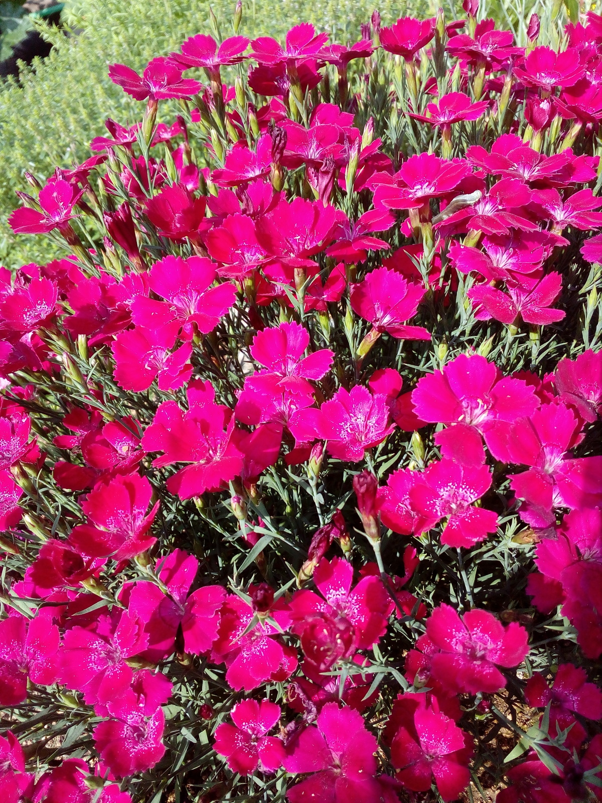 Гвоздика травянка (Dianthus deltoides)