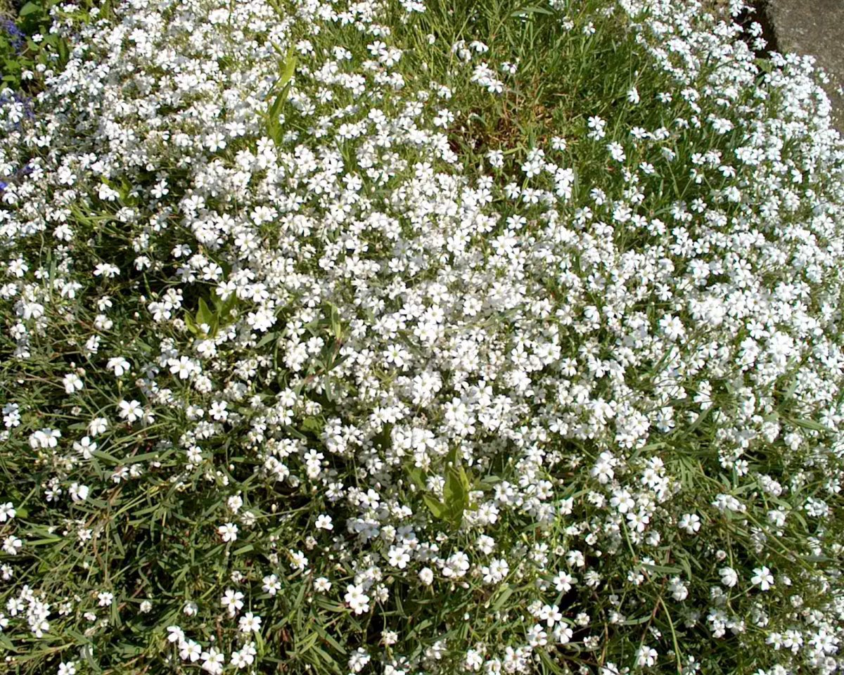 Цветы белые мелкие
