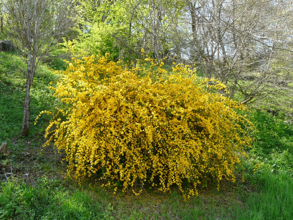 Керрия японская Pleniflora