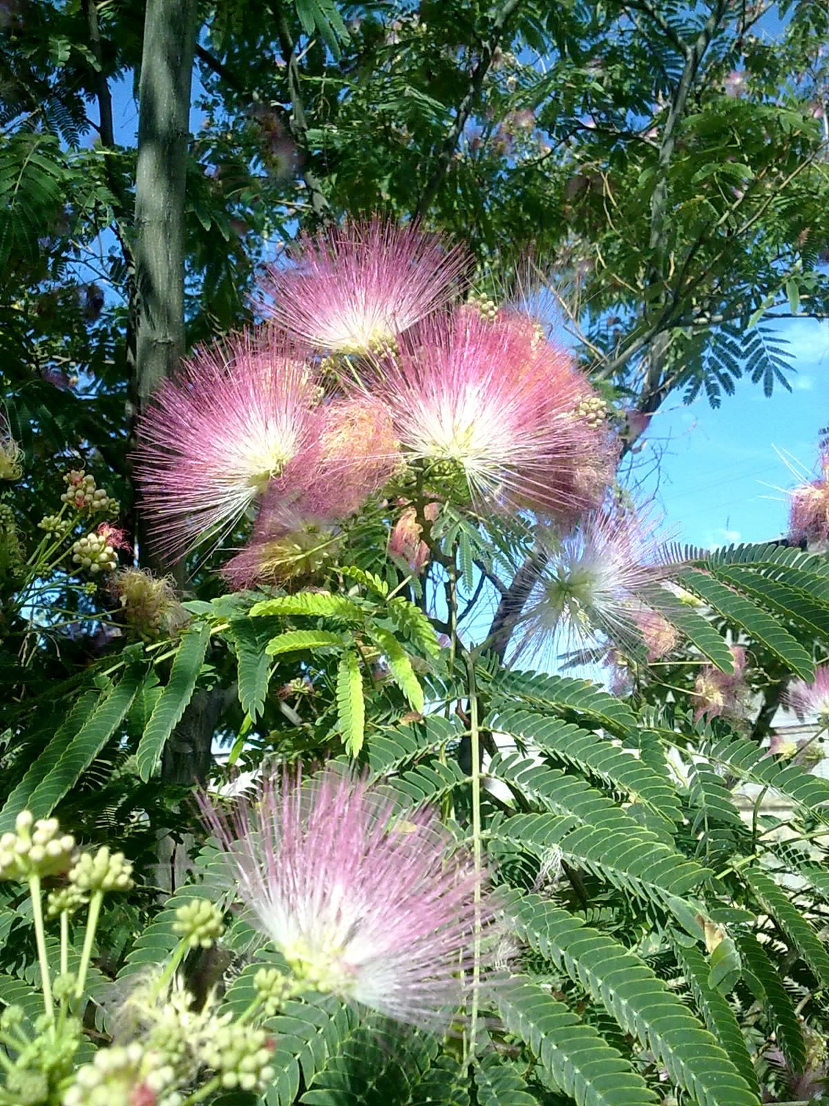 Albizia julibrissin
