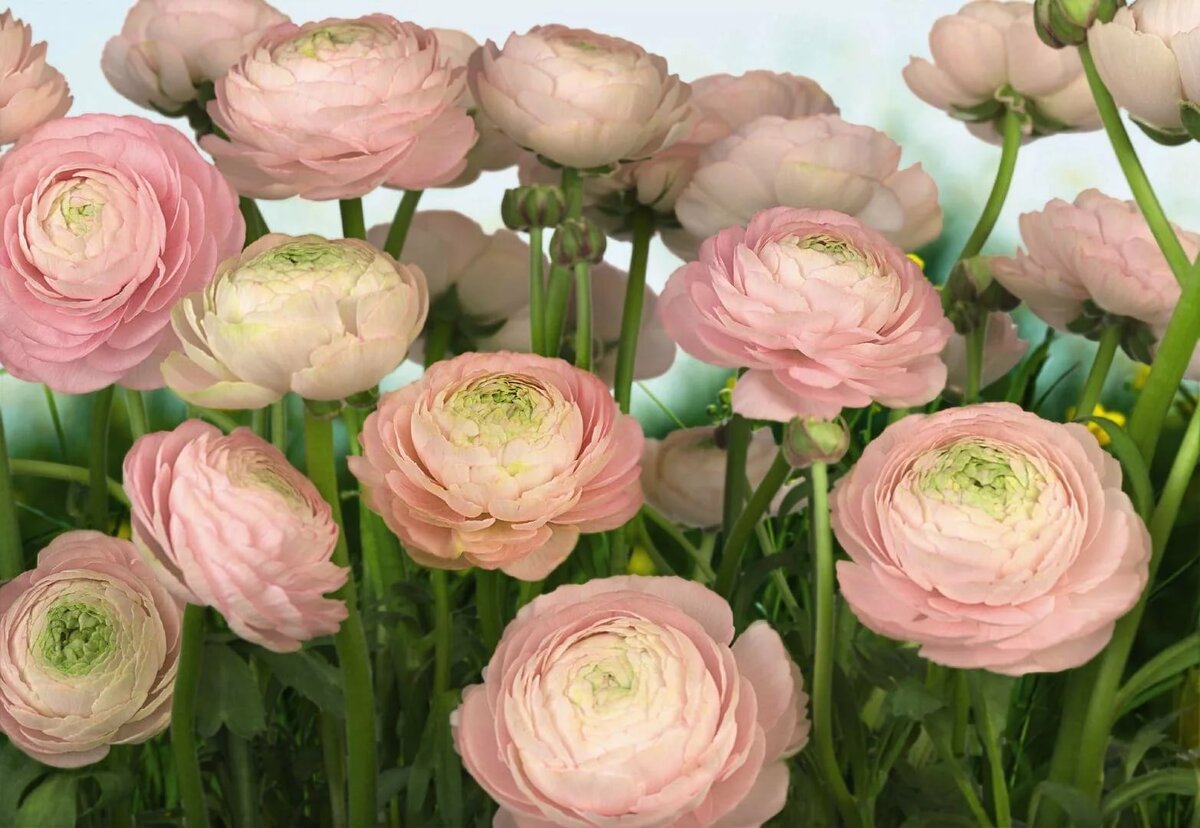 Ранункулюс цветы