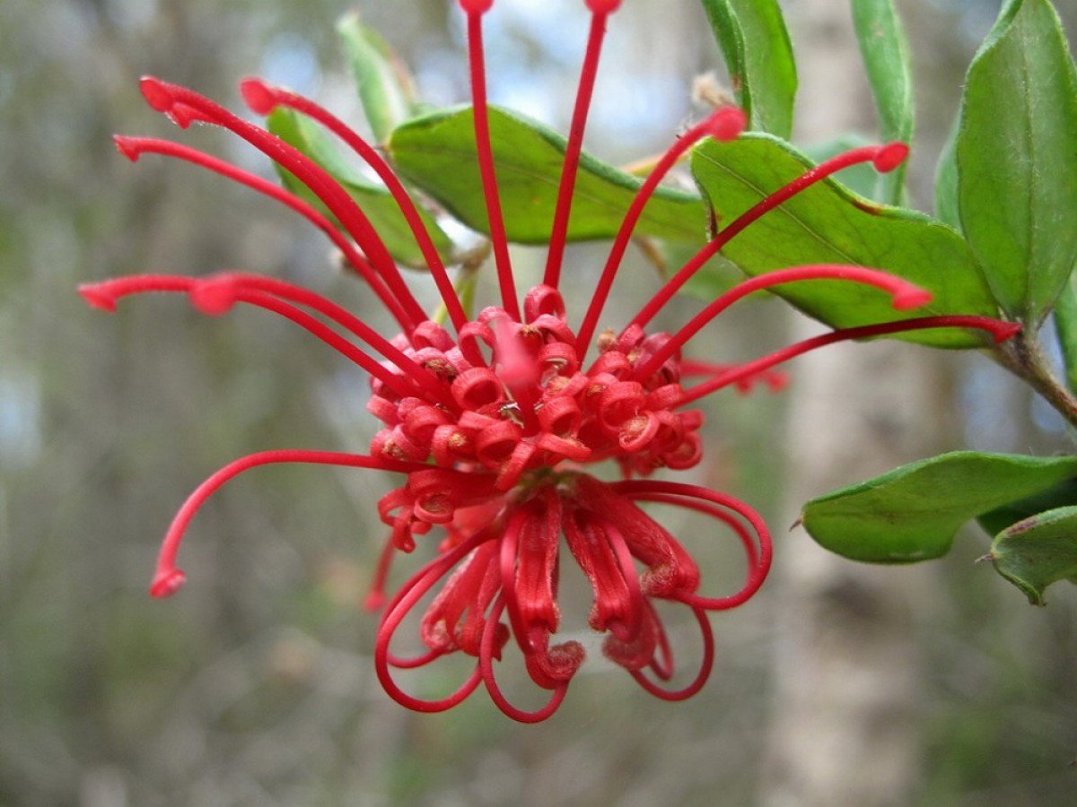 Фуксия Red Spider