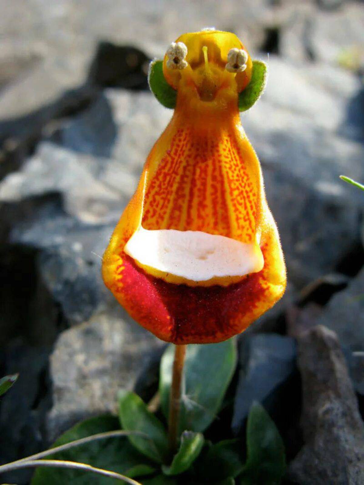 Счастливый инопланетянин (Calceolaria uniflora)