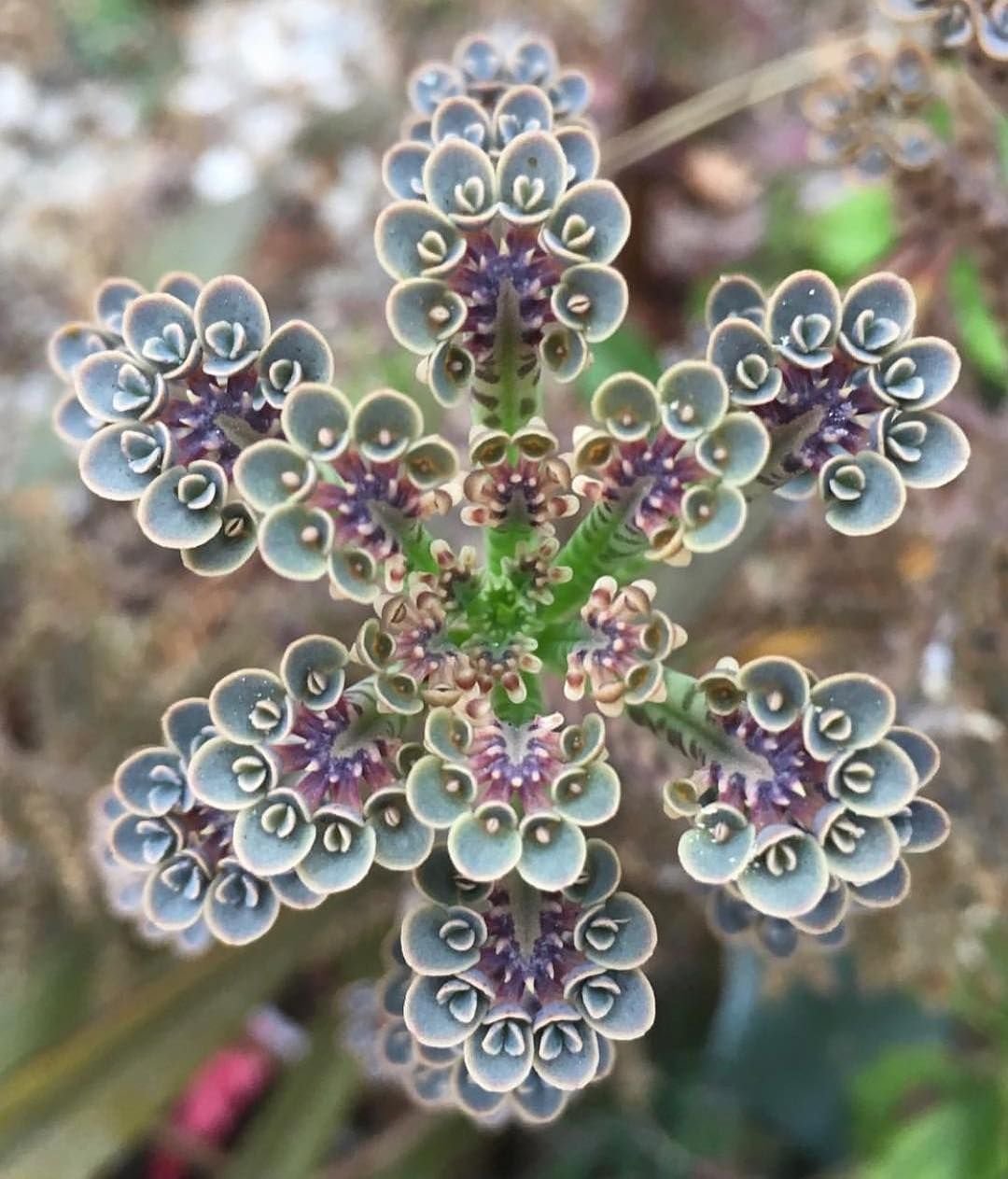 Kalanchoe thyrsiflora