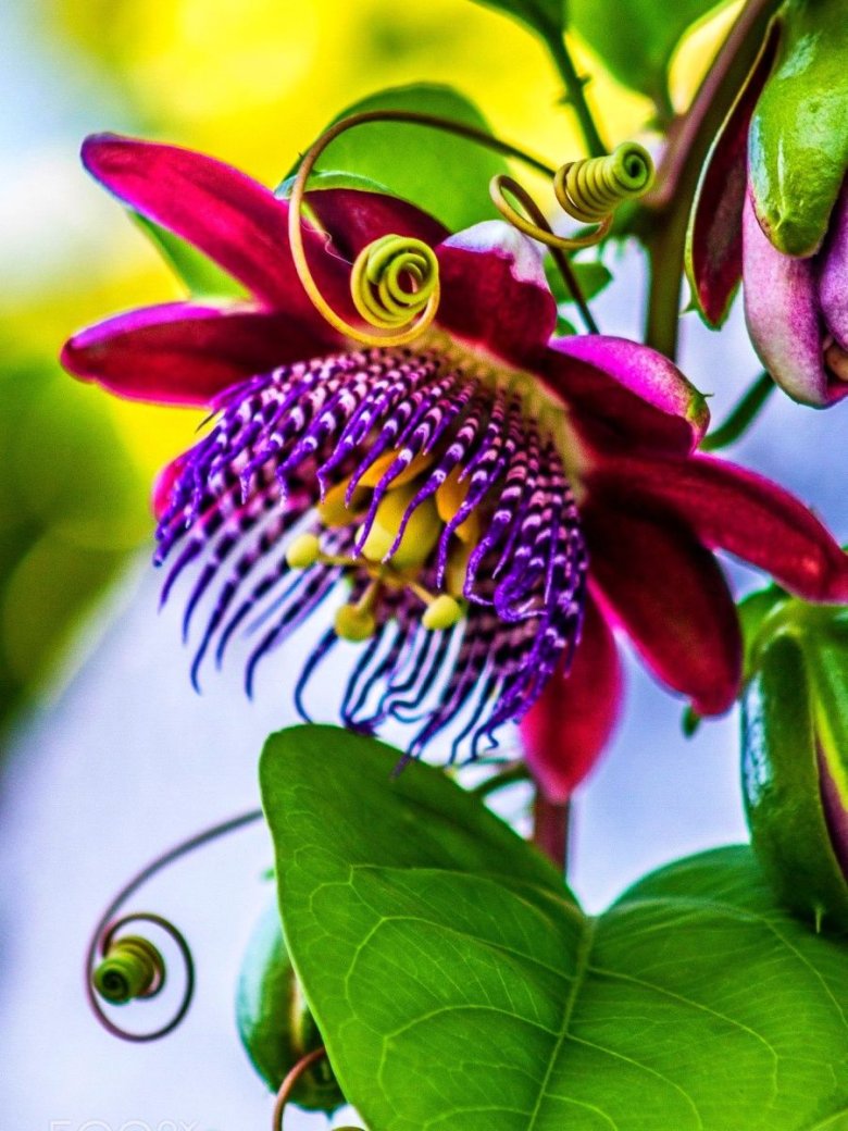 Страстоцвет (Passiflora)