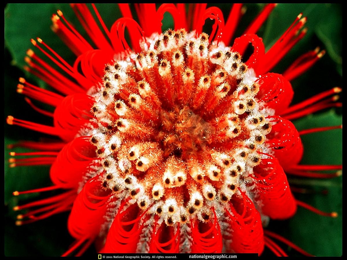 Banksia coccinea цветы