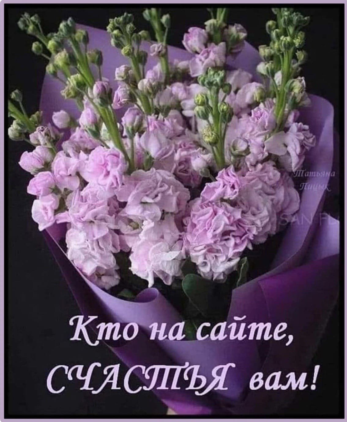 Маттиола сиреневая
