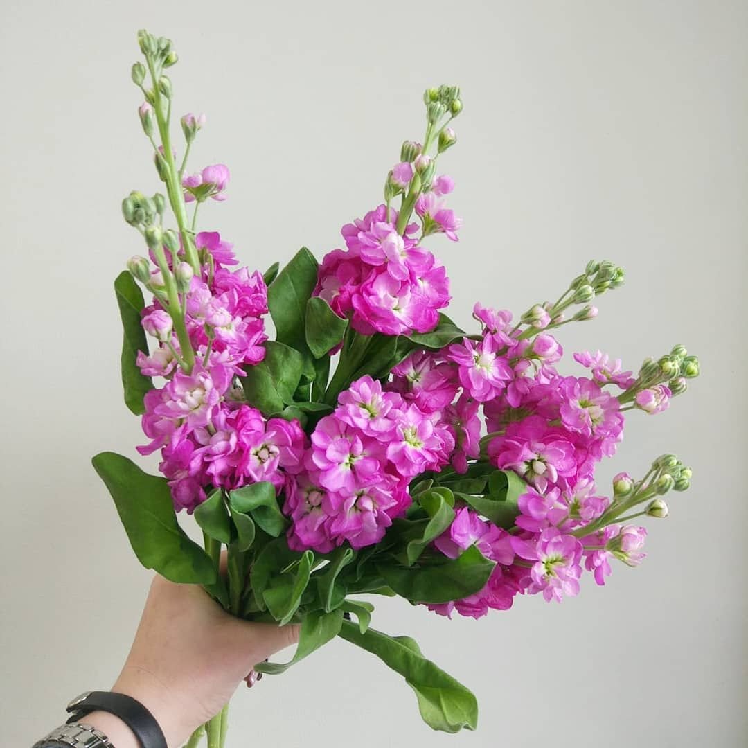 Матиола махровая Букетная