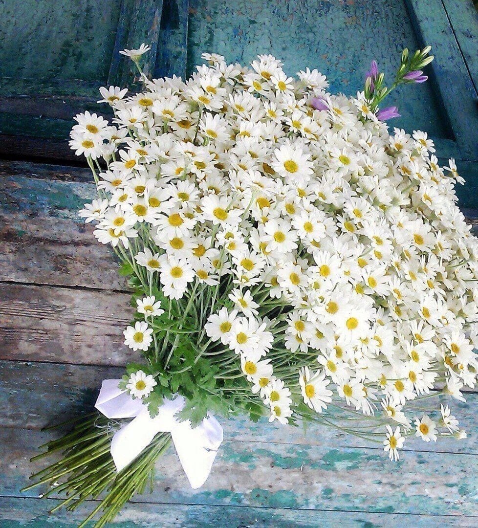 Самый красивый букет ромашек