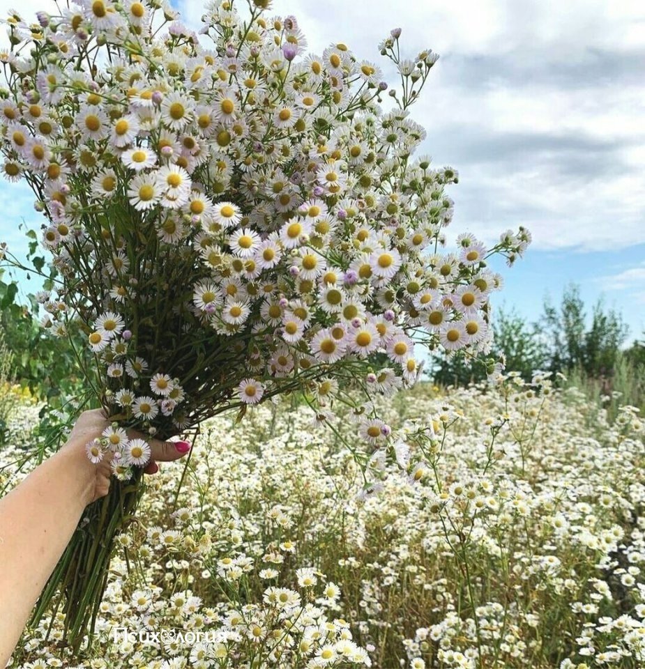 Охапка полевых цветов