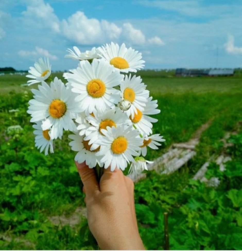 Шикарные ромашки