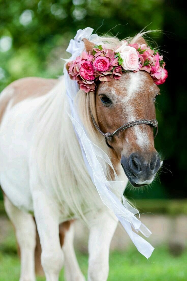 Свадебная лошадь