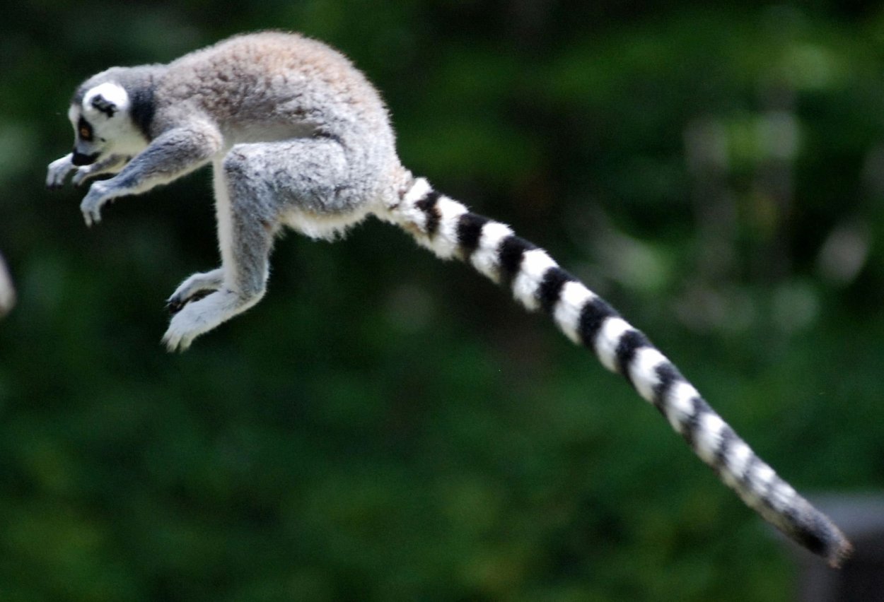 Кошачий лемур