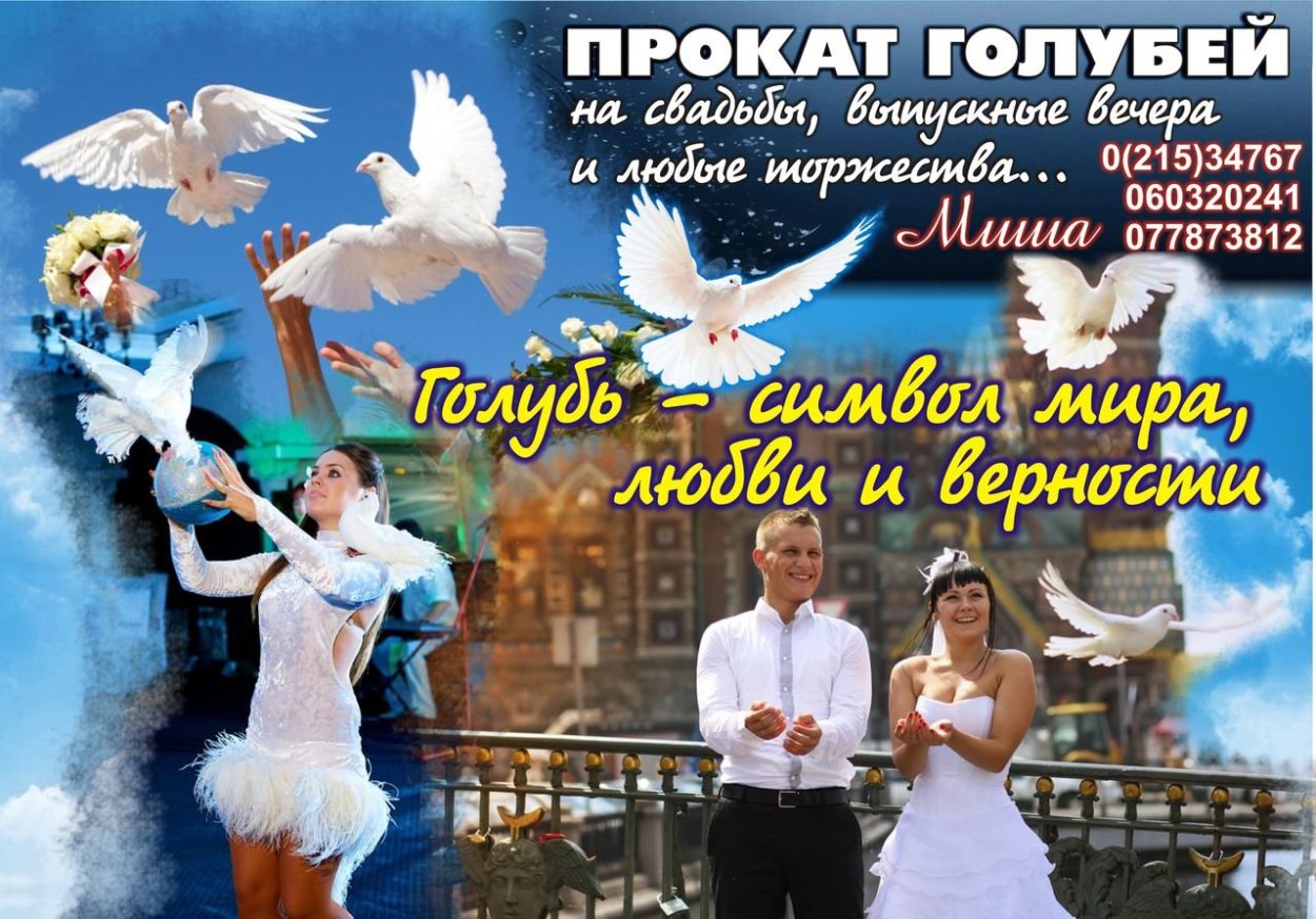 Выпускают голубей на свадьбе