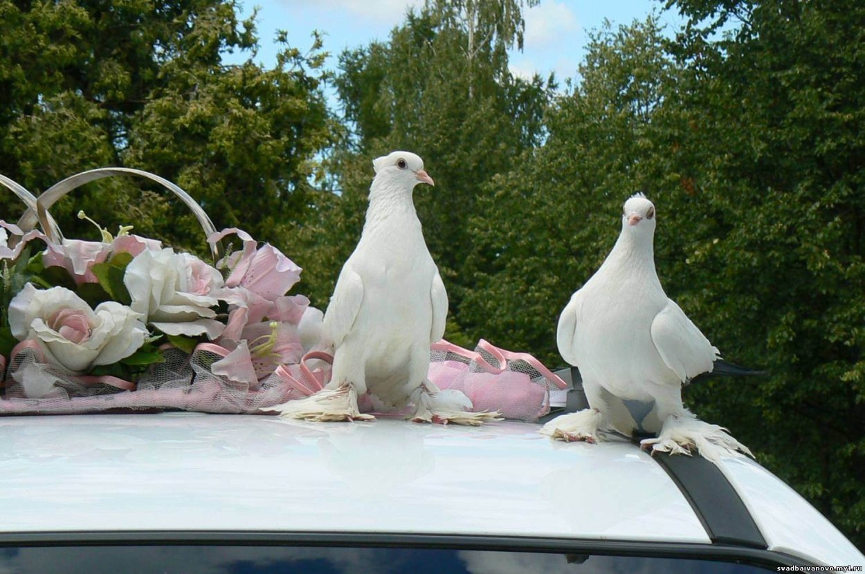 Белый голубь