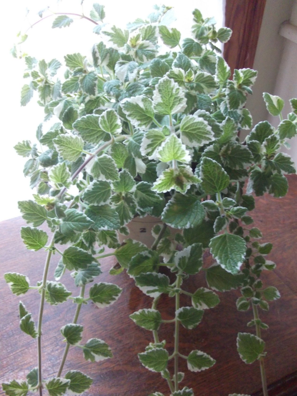 Плектрантус variegatus