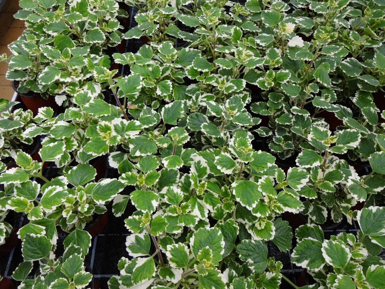 Плектрантус Эртендаля (Plectranthus oertendahlii)