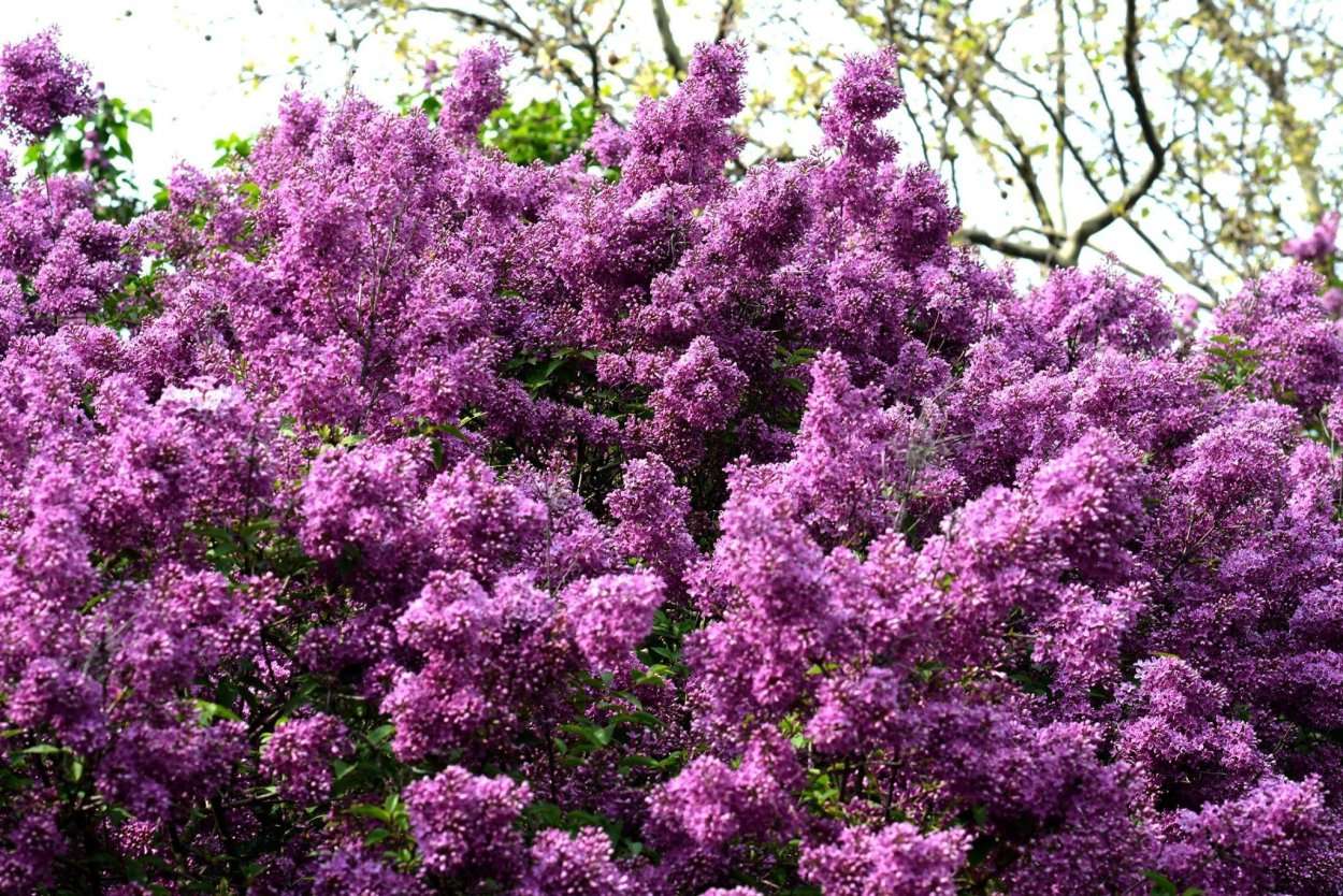 Кустарник с ароматными фиолетовыми цветами
