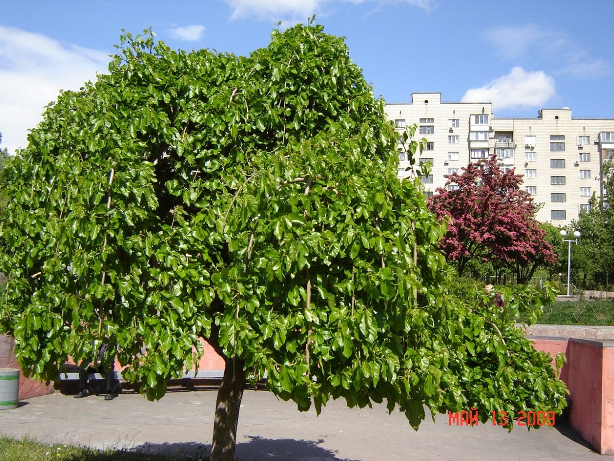 Шелковица плакучая