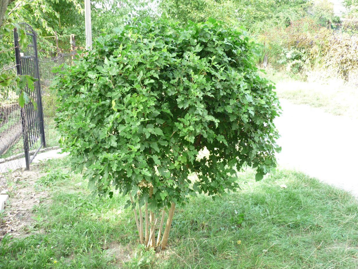 Шелковица белая куст
