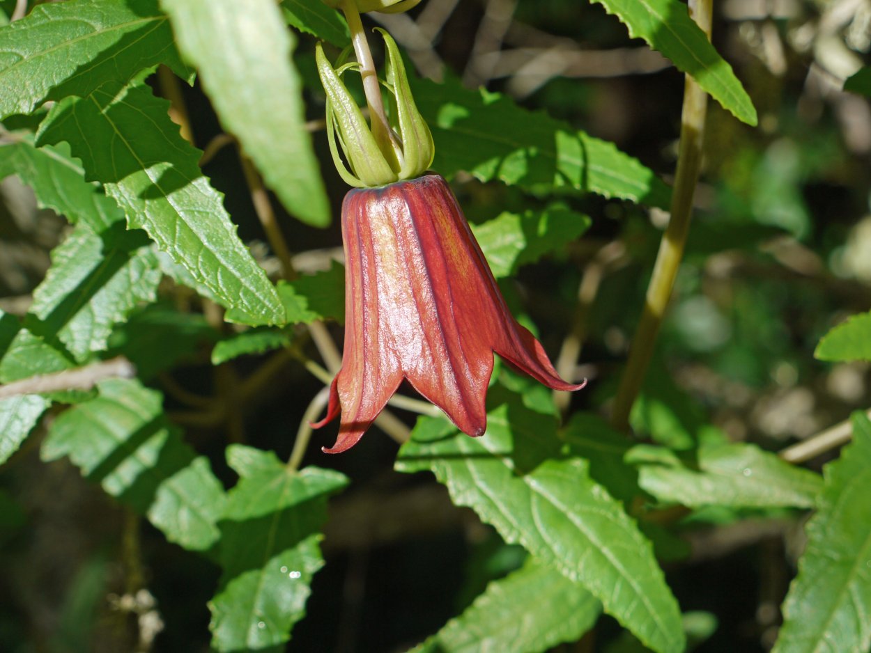 Канарина Канарская Canarina canariensis