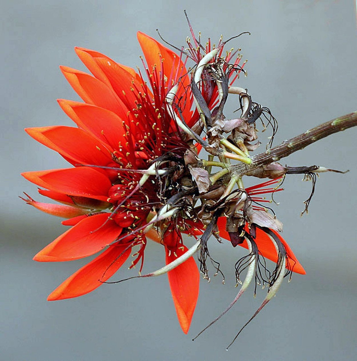 Erythrina variegata