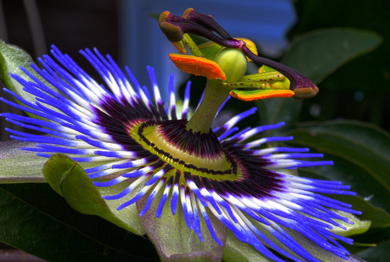 Пассифлора голубая (Passiflora caerulea)