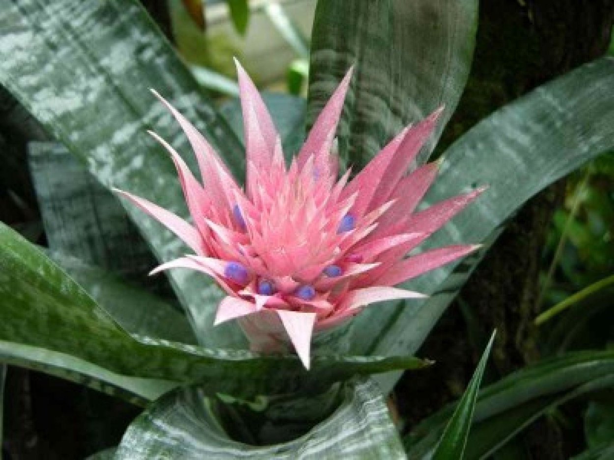 Эхмея полосатая Aechmea fasciata
