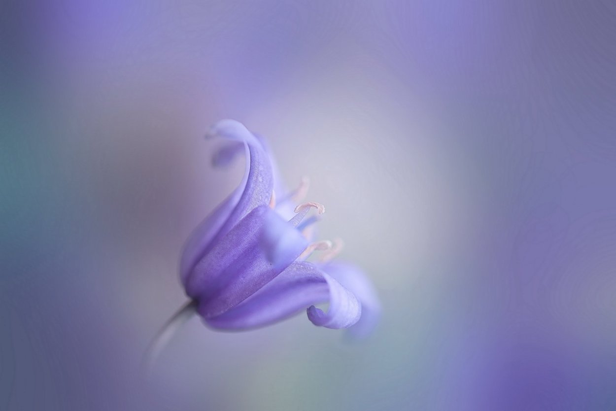 Светло фиолетовые цветы