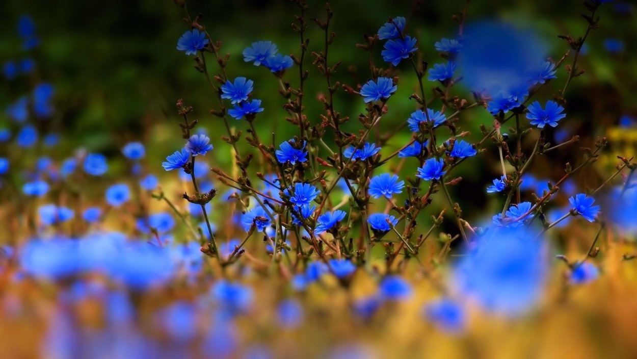 В поле синие цветы